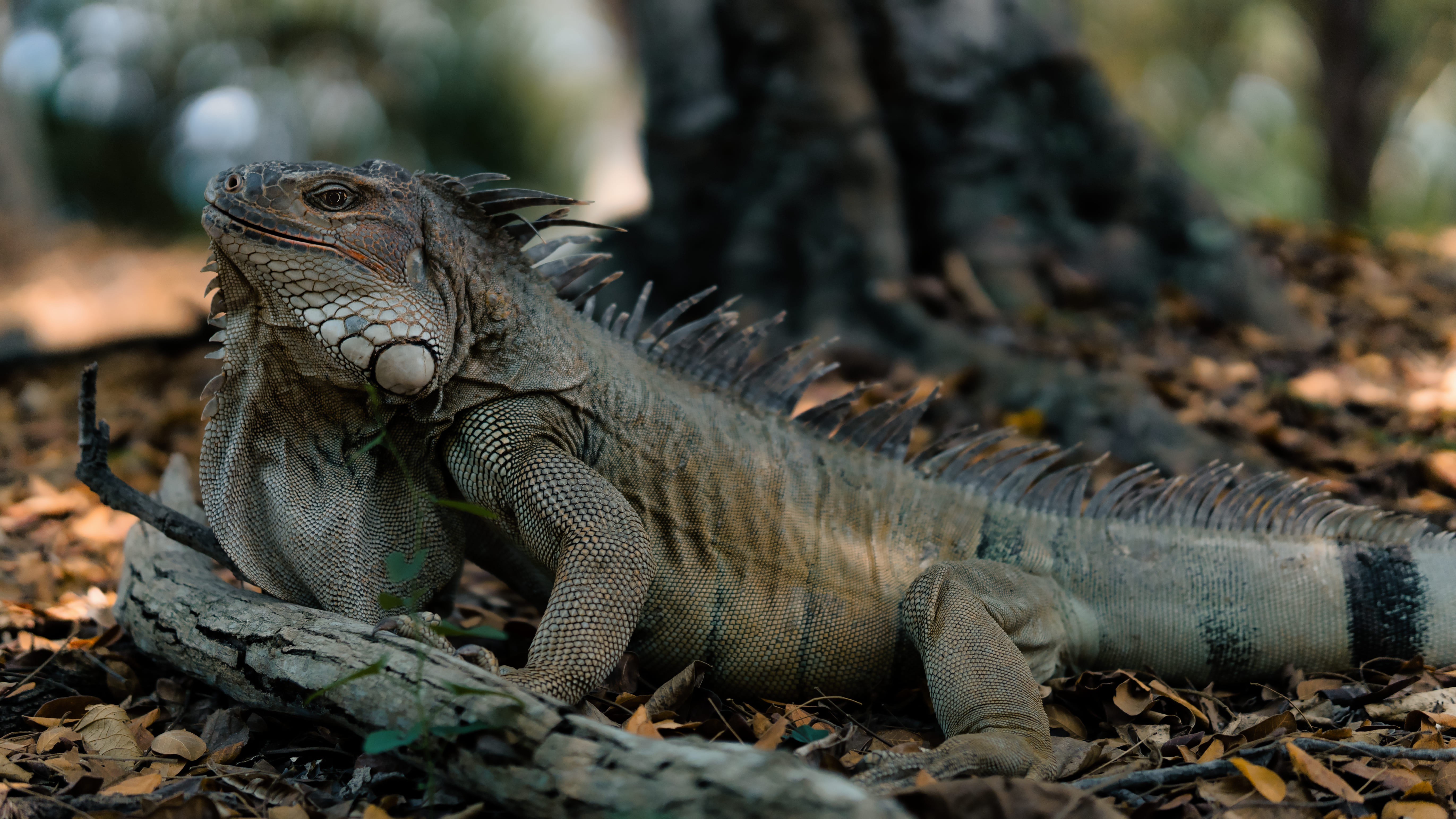 Iguana grande descansando sobre hojas secas en el suelo