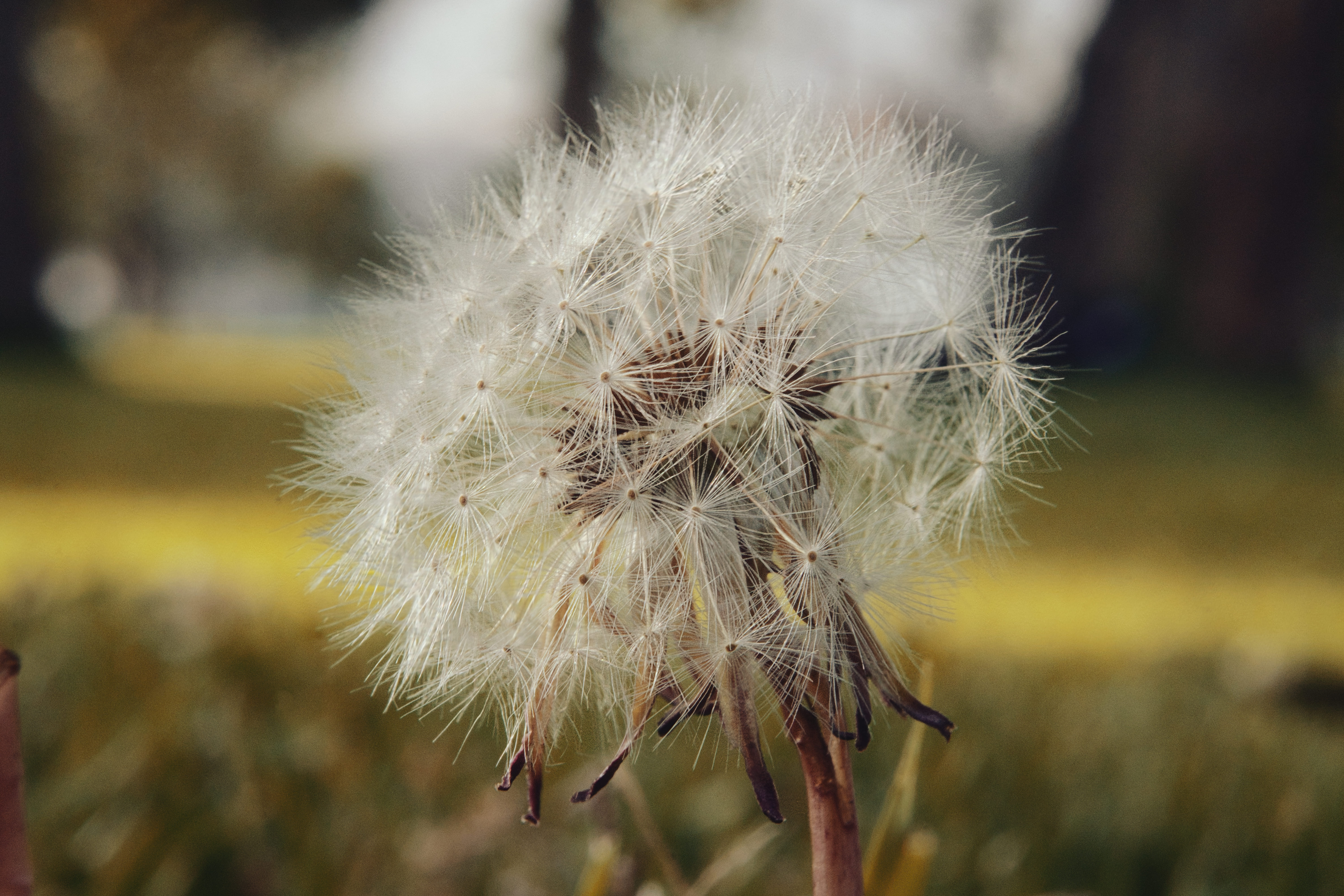 Diente de león en primer plano con fondo verde desenfocado