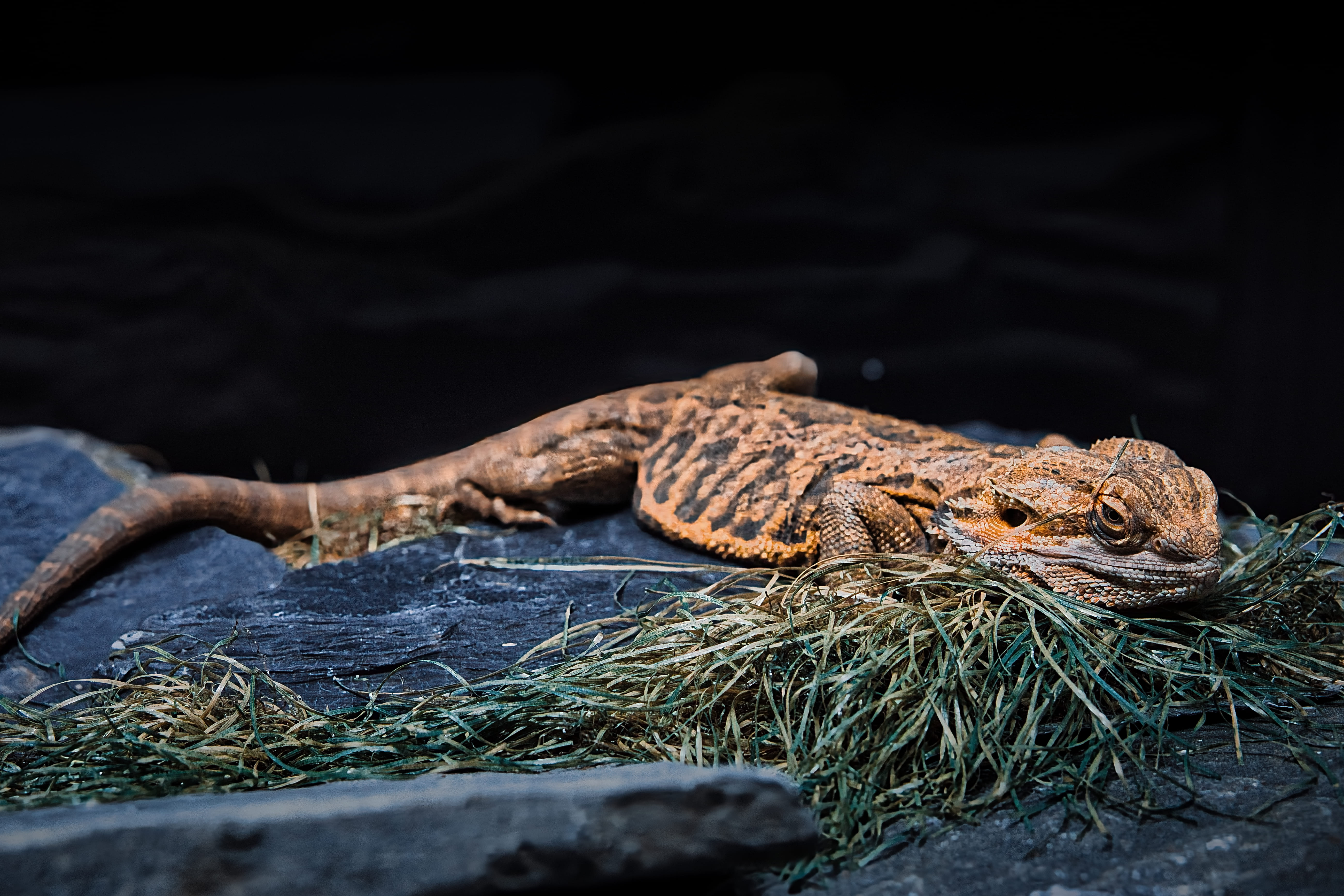 Dragón barbudo sobre paja y piedra negra