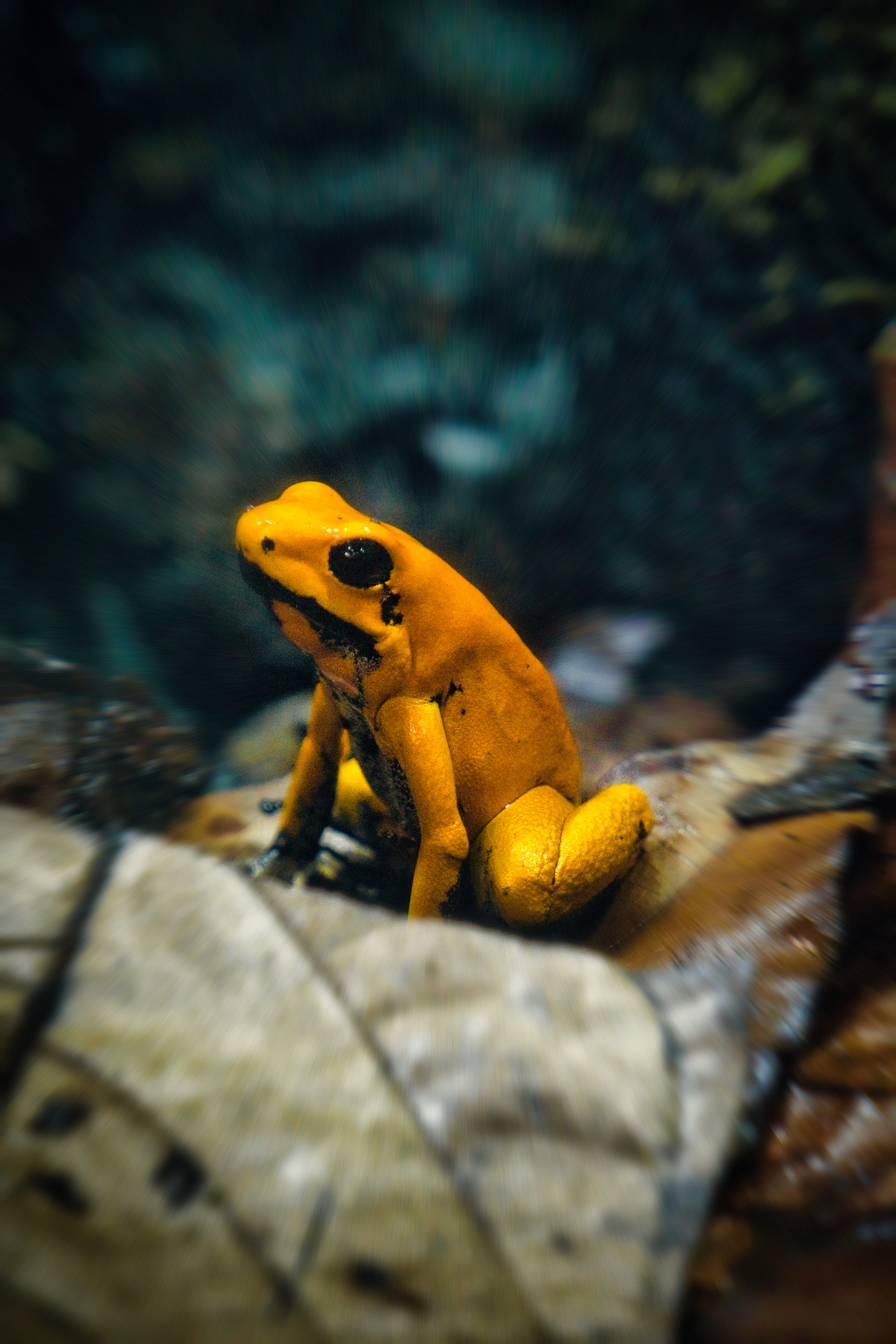 Serie personal en formato editorial